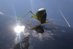 Tribute to the Katydid