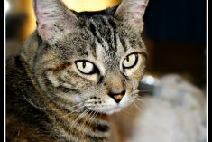 World's Best Cat Litter Review