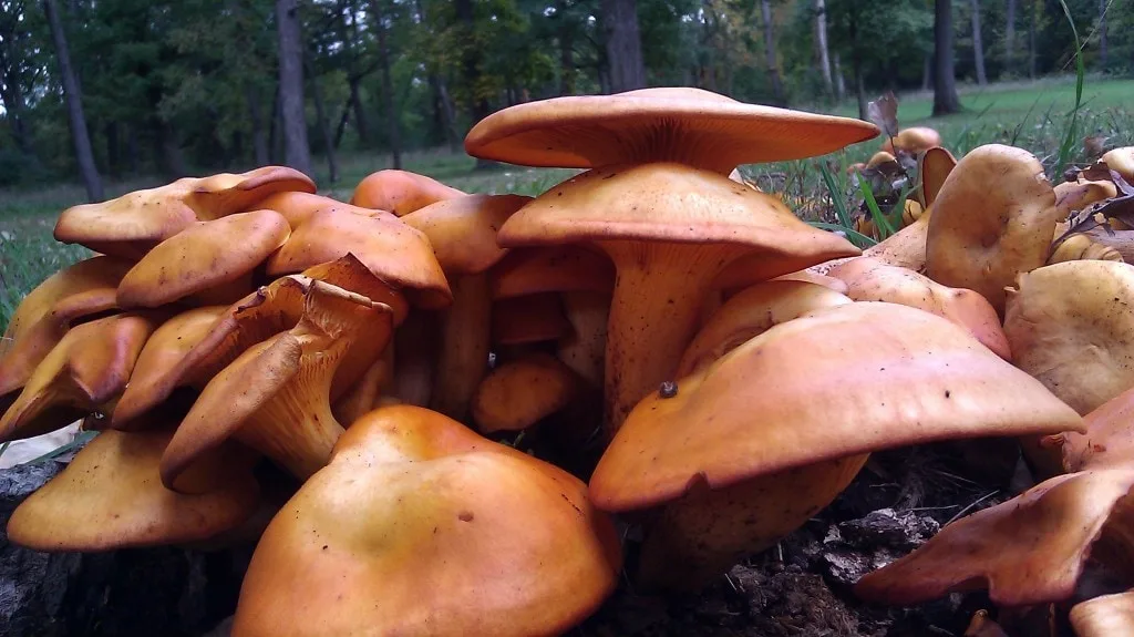 Jack O Lantern Mushroom