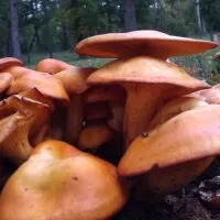Jack O Lantern Mushroom