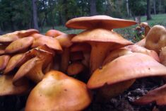 Jack O Lantern Mushroom