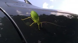 A Katydid on a windshield. 