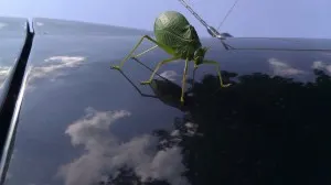 A green katydid on a car. 