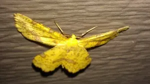 yellow moth face