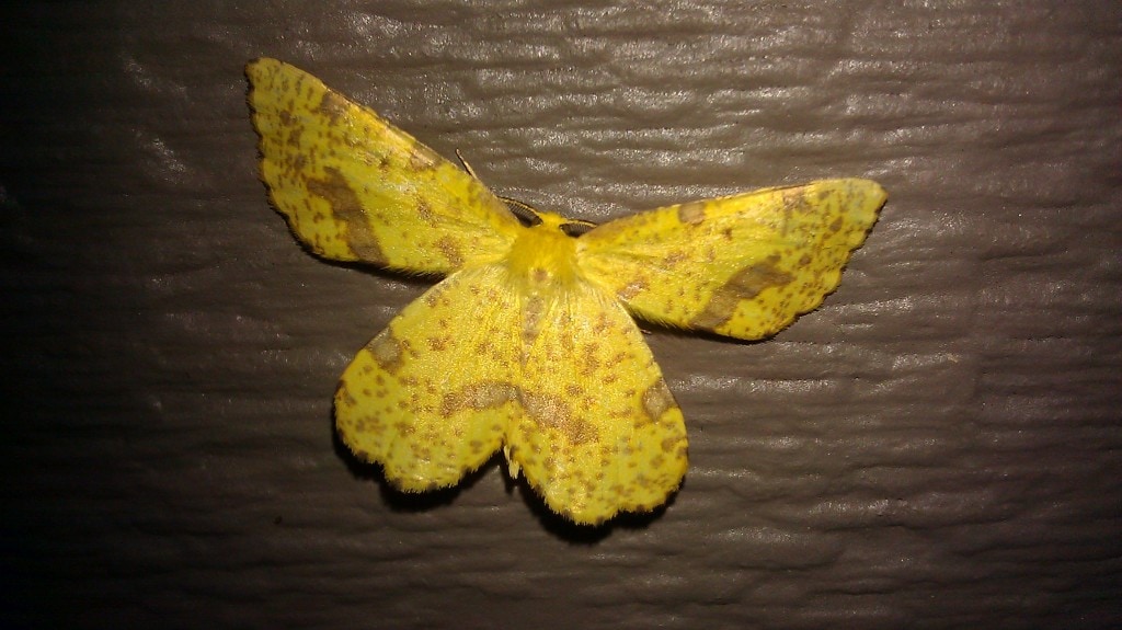 yellow moth