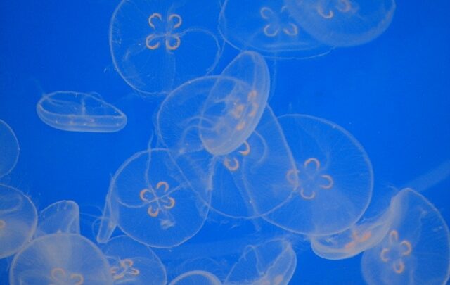 IMG_1175 blue jelly fish photography