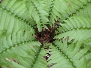 Green ferns. 