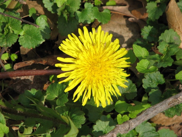 dandelion