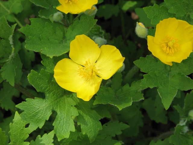 woodland poppy