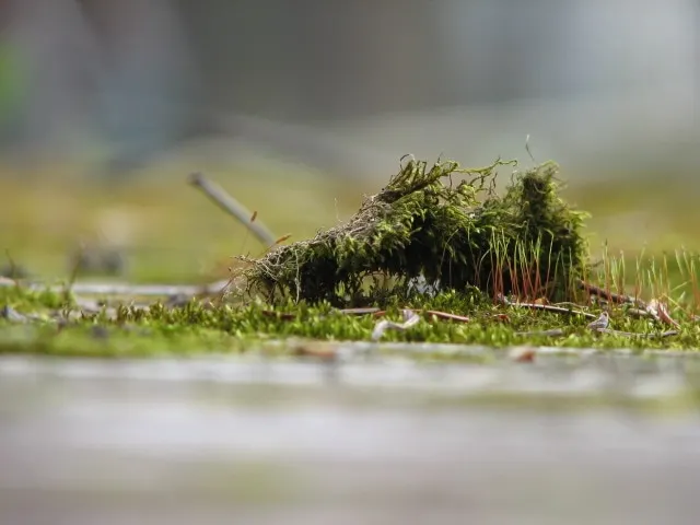Green moss. 