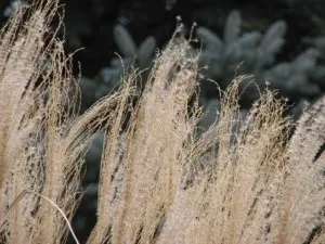 zebra grass seeds