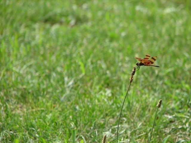 A dragonfly in the wind. 