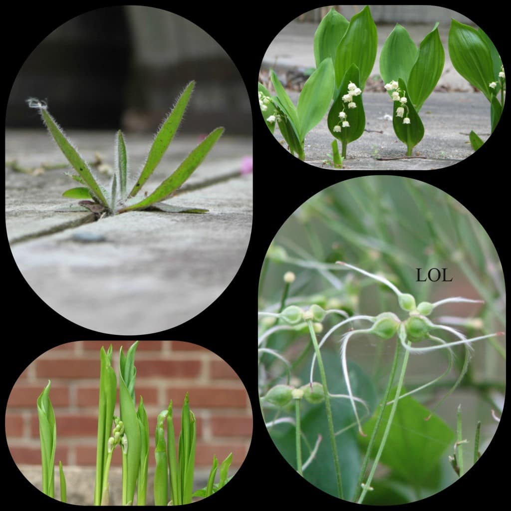 Green plants photography.