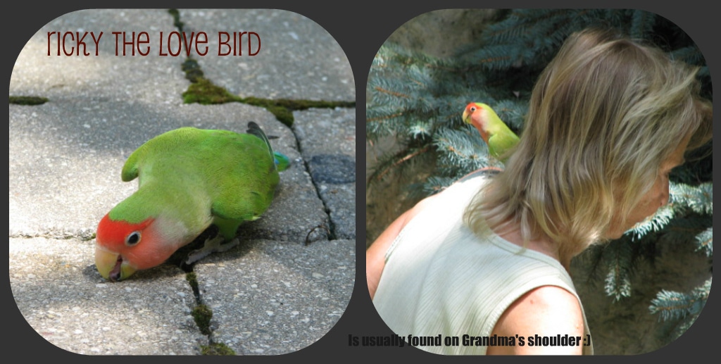 Green love bird, Ricky, on gram's shoulder. 