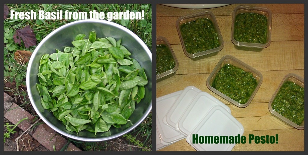 Homemade pesto with basil from the garden. 