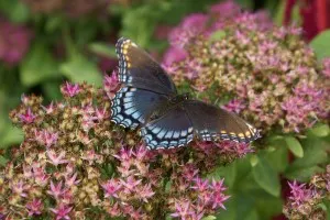 blue butterfly wings