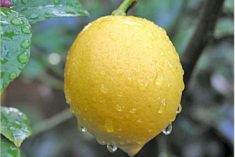 Meyer Lemons...