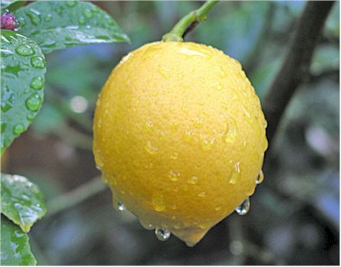 Meyer Lemons...