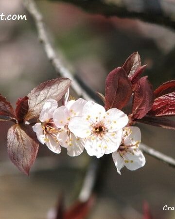 crab apple blossoms photography