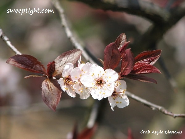 crab apple blossoms photography