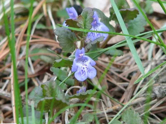 creeping charlie weed