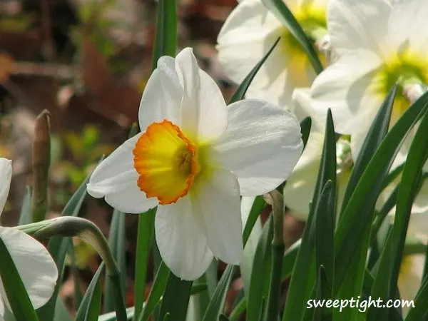 white daffodils photography