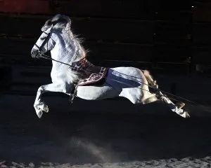 Medieval Times horse