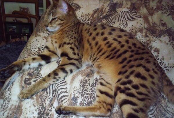 beast2 savannah cat photography