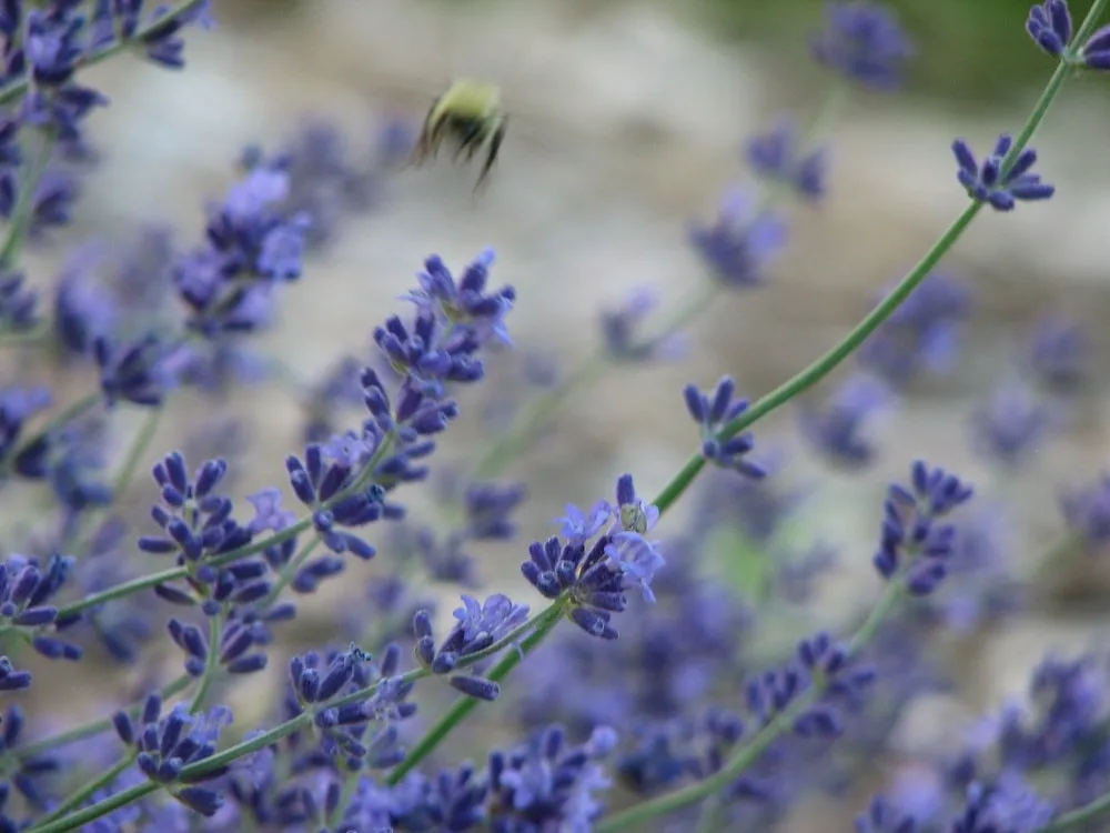 bee in flight