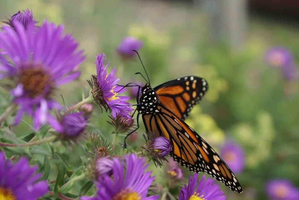 purple flowers