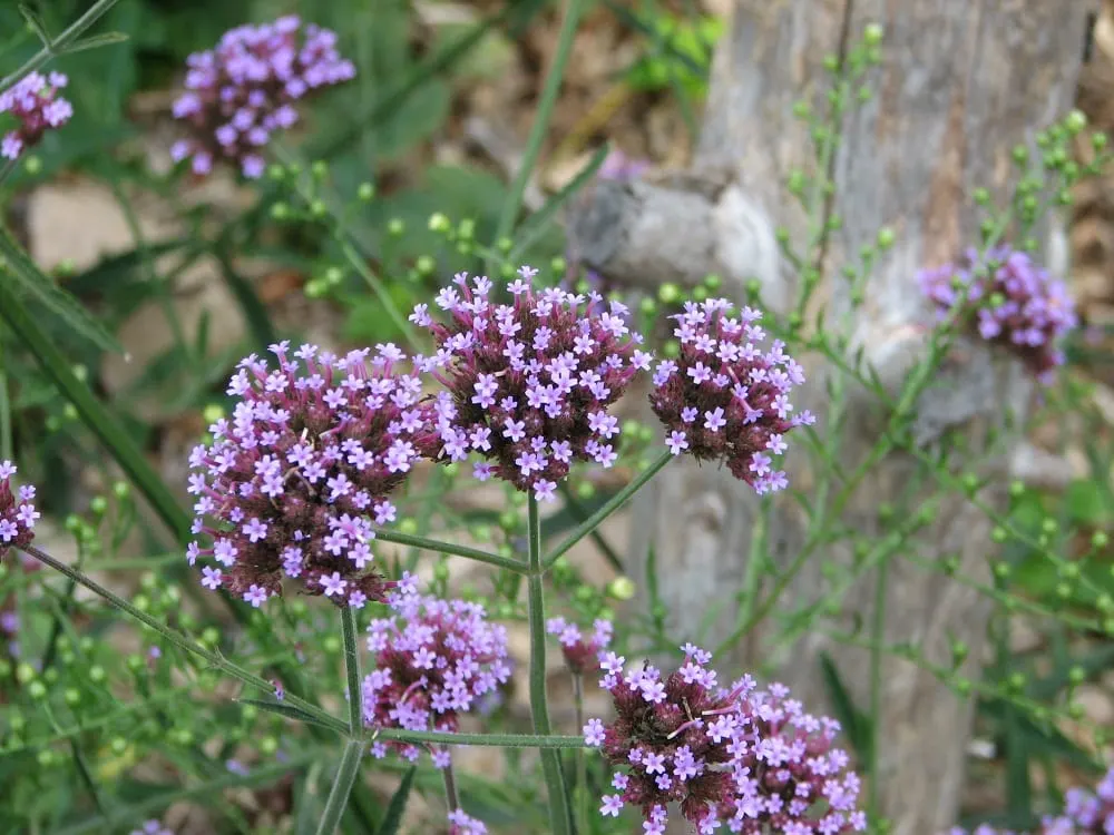 tiny purple flowers photography