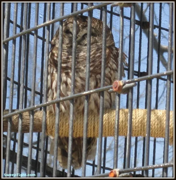 Owl in a cage. 