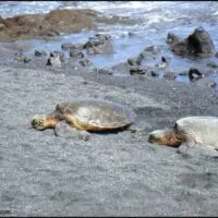 black sand beach turtles