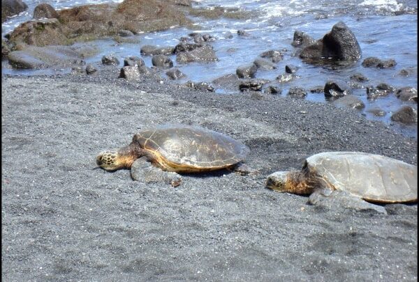 black sand beach turtles