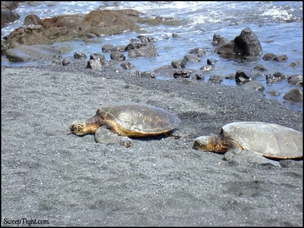 black sand beach turtles