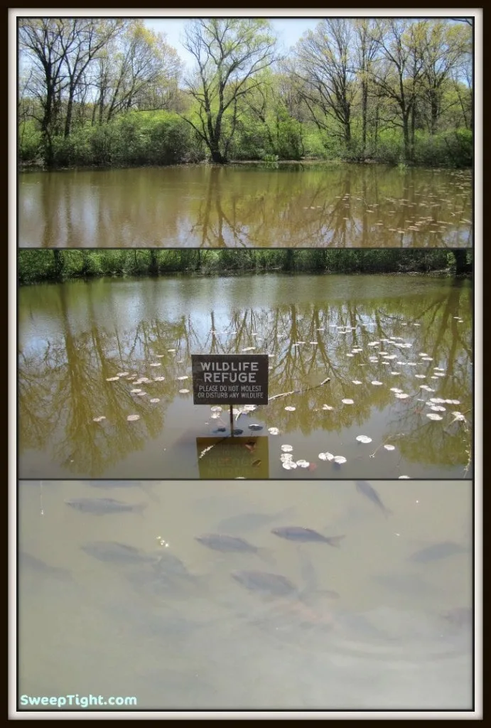 Fish in a pond. 