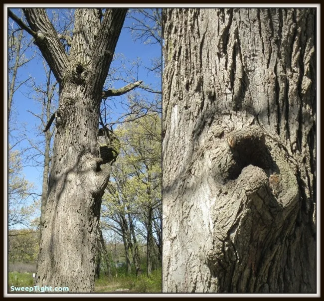 Tree with a grumpy man face. 
