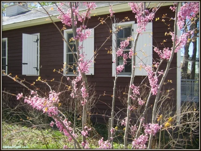 A tree with pink flowers next to a red building. 