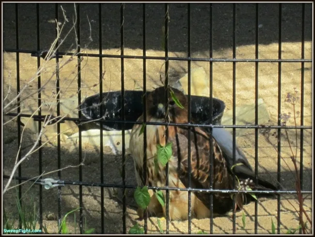 Owl in a cage. 