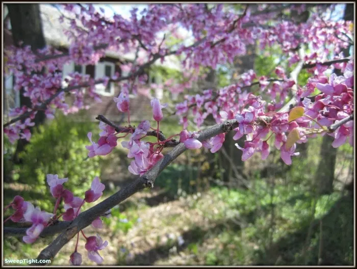 Pink flowers on a tree. 