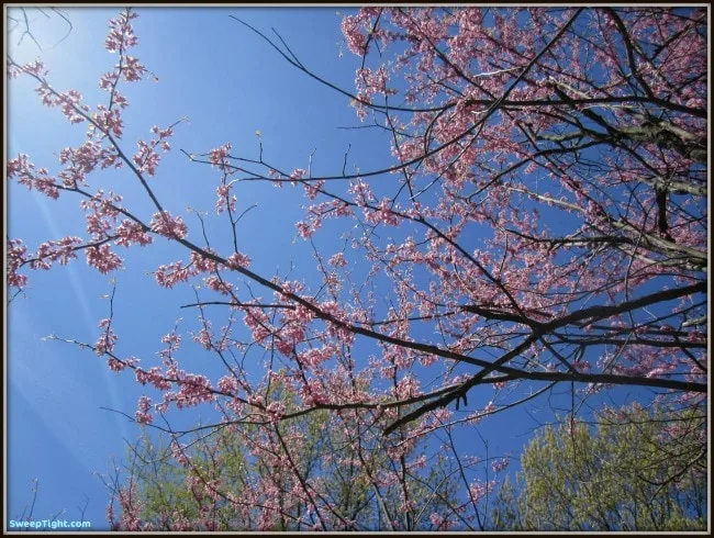 Tree with tiny pink flowers. 