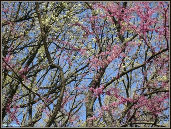 Tree with white and pink flowers. 