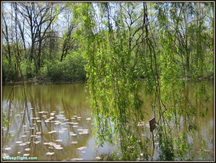 Weeping willow tree over a pond with lilypads. 