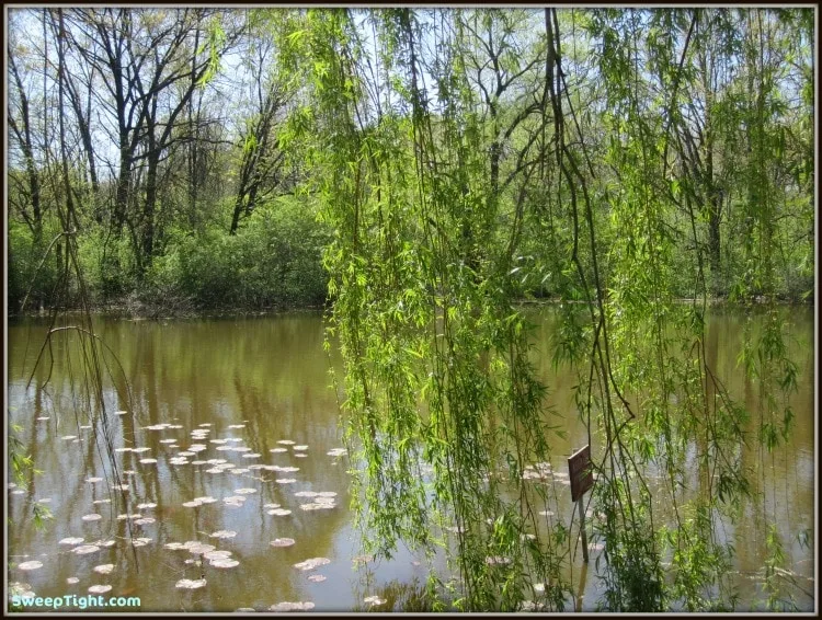 Weeping willow tree over a pond with lilypads. 