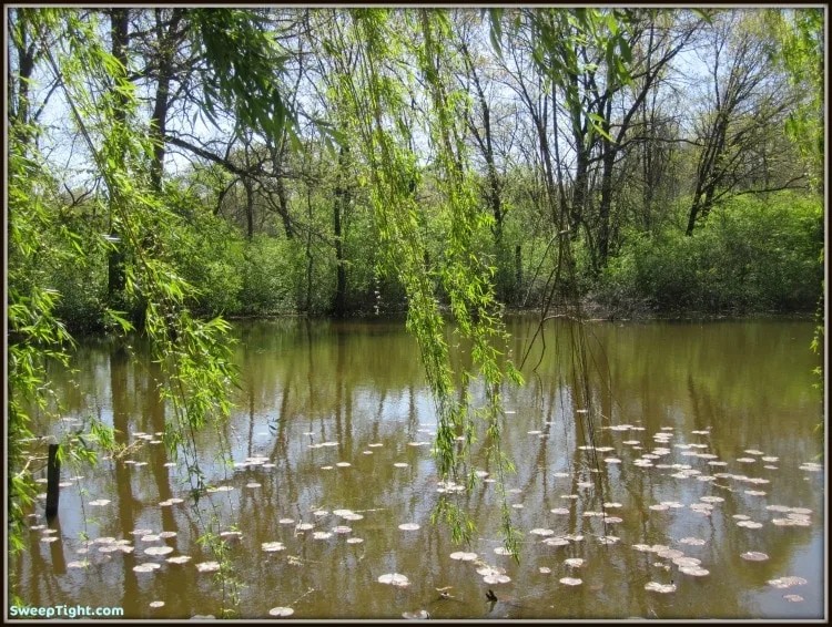 Weeping willow tree over a pond.