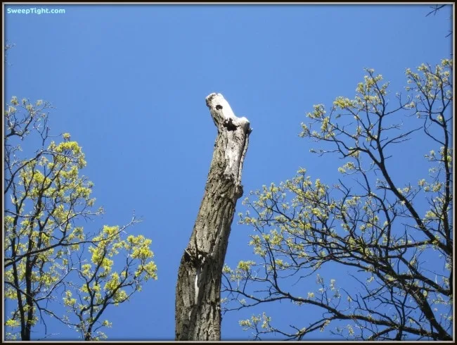 Woodpecker house?