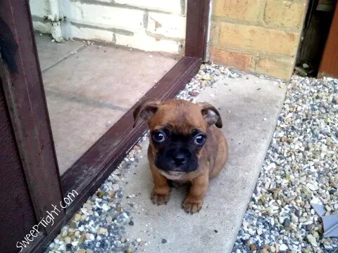 son pugs terriers