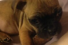 bugg puppy