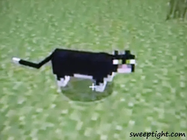 cat from Minecraft