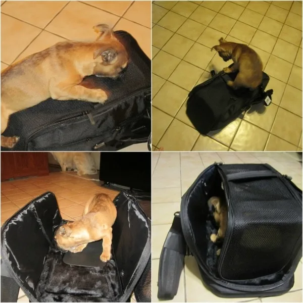 Explore the Pet Carrier Collection